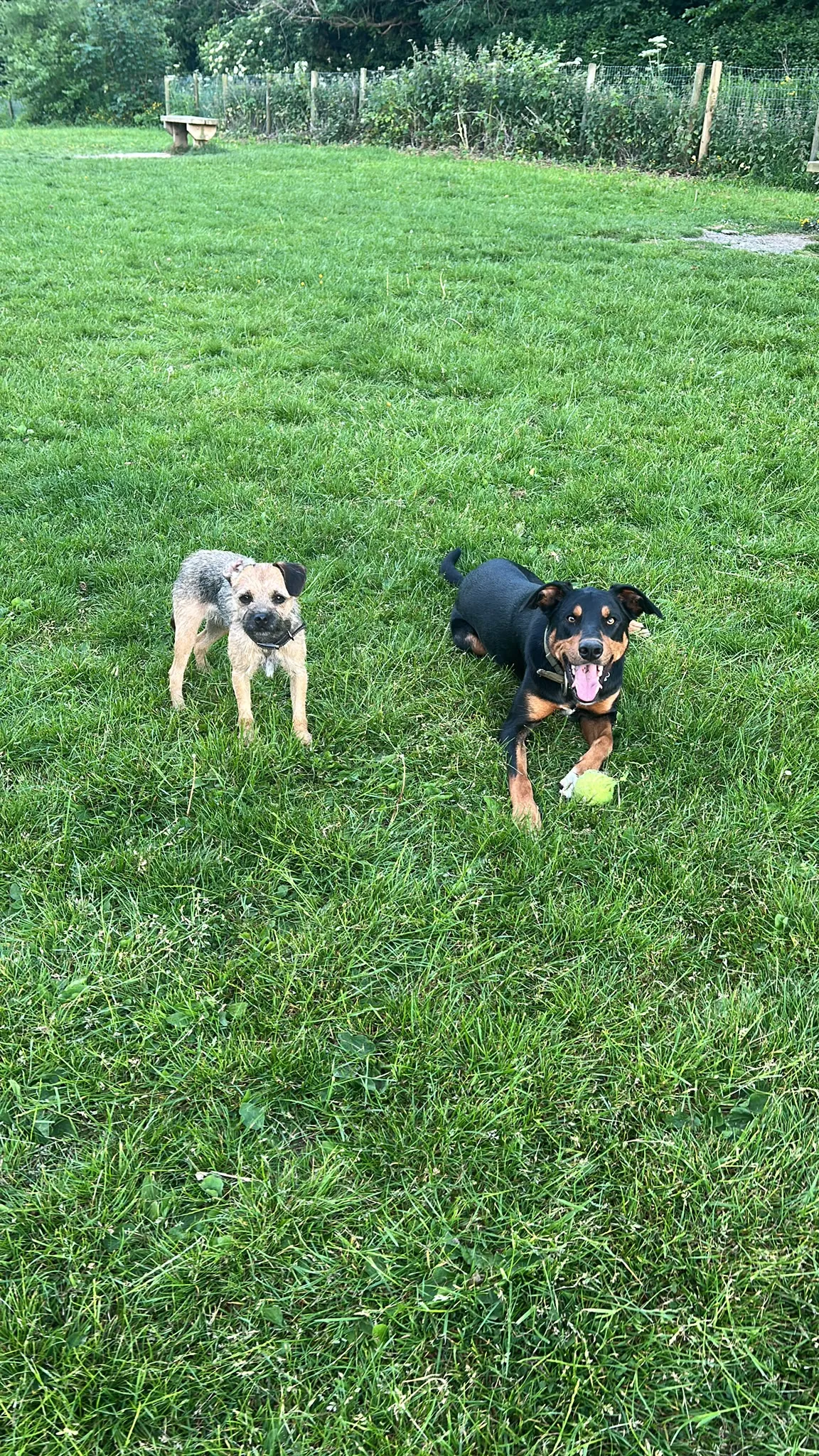 Dog Walking