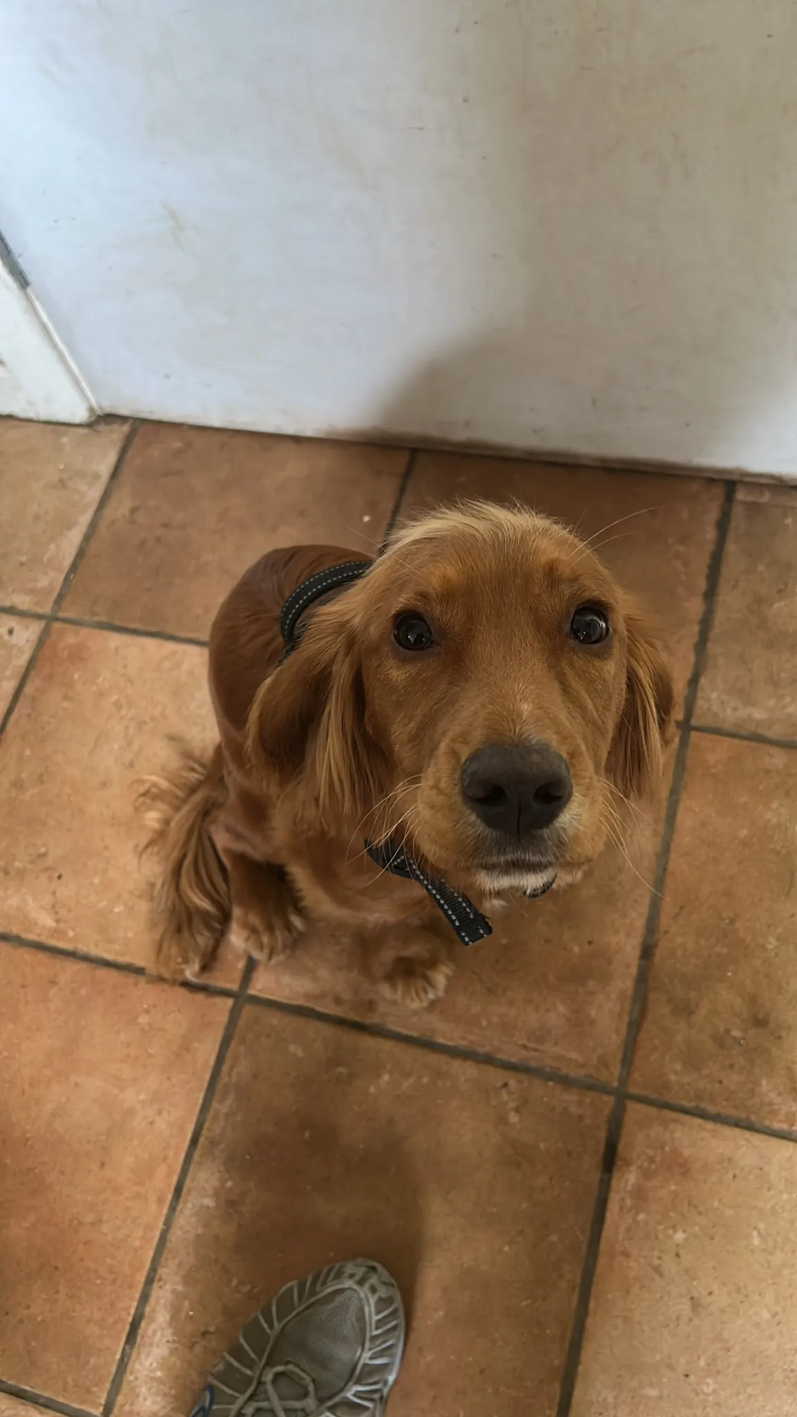 Dog Boarding
