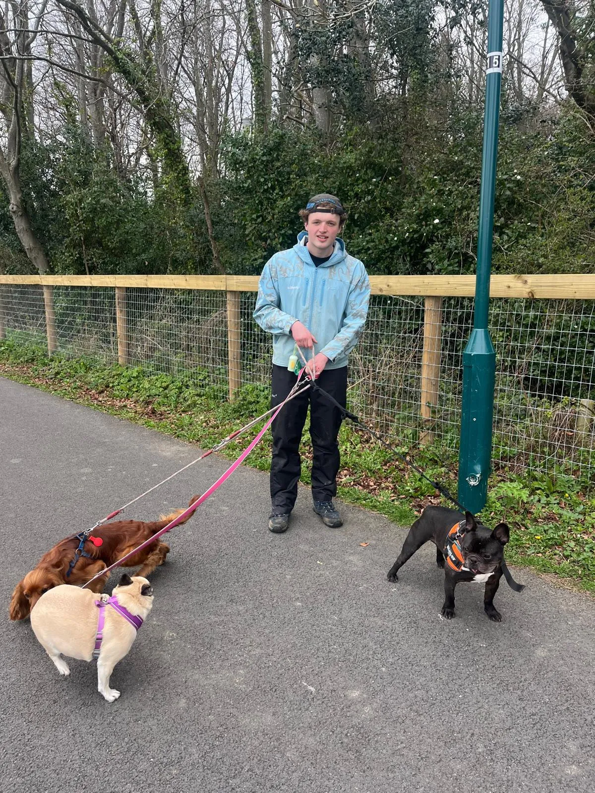 Paul walking multiple dogs